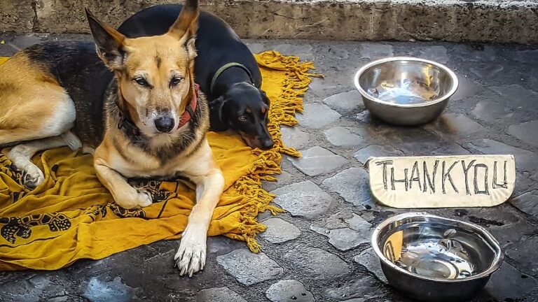 Dog beggar stray Thank You Sign